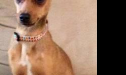 Miniature Pinscher - Bambi - Small - Young - Male - Dog
Bambi is a handsome dude! He is slightly over a year old and appears to be a miniature pincher or chihuahua mix. He is great with kids, cats and dogs. He is a playful little guy weighing in at 4lbs.