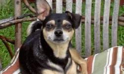 Miniature Pinscher - Brody Boy - Small - Adult - Male - Dog
I'm Brody Boy! I am around 9 years old and they tell me I'm probably a min Pin/Chi mix! I think I'm just a sweetheart myself! I am housetrained and know many commands. I just want my own family!