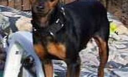 Miniature Pinscher - Buddy - Small - Young - Male - Dog
Buddy: 2-3 yr old black & rust male, neutered, docked tail and uncropped ears. 12", 11 lb. Fully vetted. Buddy is a gentle, nicely bred young min pin with a pretty prance and sweet, shy personality.