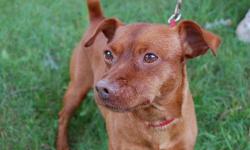 Miniature Pinscher - Carmine - Small - Adult - Male - Dog
CARMINE: Handsome Carmine was found running on a busy highway. His owner was never found. Carmine is a healthy active guy with a gorgeous deep red coat. Carmine has a great time playing with his