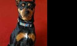 Miniature Pinscher - Cheddar Bay Biscuit - Small - Young - Male
Cheddar: 3 yr old black & tan male, neutered, docked tail and cropped ears. 16", 17 lb. Fully vetted. Rescued from shelter. This sweet and quietly noble 3 yr old male is known as "Cheddar Bay