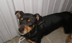 Miniature Pinscher - Cooper - Small - Young - Male - Dog
Cooper is a 1 1/2 yr old min pin mix. He is not interested in toys. He sits well for a bath. He will tolerate nail trims. He is not real playful. He seems a bit depressed. He does not chew or dig.