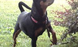 Miniature Pinscher - Dino - Small - Adult - Male - Dog
Dino is a wonderfully sweet and protective little man. He is an older boy, roughly 5-6 years old, but you would never know it. Dino loves to go for rides in the car, and he knows some basic commands.
