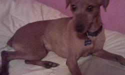 Miniature Pinscher - Dozer - Small - Young - Male - Dog
DOZER: Dozer is a six year old neutered red male. His ears are natural and tail is docked. He is a big boy. He is mostly happy and love to run and play. At times he can be nervous and will spin in