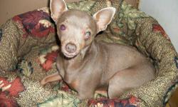 Miniature Pinscher - Foster Homes Neede - Small - Young - Female
Hi! We are Momma Hanna and Baby Montana and we were left in a plastic crate on an 88 degree to die! We're not up for adoption, as we have found my forever home (thanks, Petfinder!), but
