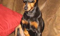 Miniature Pinscher - Fuji - Small - Young - Female - Dog
Fuji is a wonderful girl who was rescued by good samaritans who named her Fuji (short for "fugitive") as she was running at large in Ohio.
Her good samaritans found themselves in financial crisis