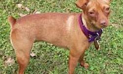 Miniature Pinscher - Gem - Small - Young - Female - Dog
Gem: 1-1Â½ yr old stag red female, docked tail and uncropped ears. 11", 8 lb. Fully vetted. Rescued from shelter. Gem is a delightful girl who would rather have human attention that almost anything