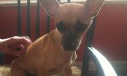 Miniature Pinscher - Kiki - Small - Baby - Female - Dog
KiKi is a sweet, demure little dog that would make a great family pet. She is very sweet and petite and once you meet her you will fall in love. Contact Sue at 716-483-1420 to get more details on how