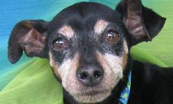 Miniature Pinscher - Manny Baker - Small - Adult - Male - Dog
In The Van Down By The River!
Manny was born March 31, 2005 and probably weighs about 12 lbs. Were did he come from, well, it really wasn't down by the river but he was living in a van right in