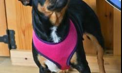 Miniature Pinscher - Muffin - Small - Adult - Female - Dog
This little cutie is Muffin! She is a miniature pinscher/chihuahua mix and is 4 1/2 years old. Muffin is crate and pee pad trained and we are working on helping her get fully house trained. She