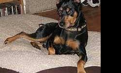 Miniature Pinscher - Nene - Small - Adult - Male - Dog
NeNe: 7 yr old black & tan male, neutered, docked tail and cropped ears. 13", 19 lb. Fully vetted. Owner give-up. NeNe is a handsome, mellow, and snuggly guy who just wants a family to call his own.