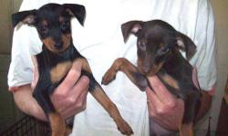 We have 2 adorable male min pins left, registered w/papers, born on Aug. 7th, 2013. They are ready to go to their new homes. 1 Black & Tan and 1 Chocolate & Tan. We own both parents and they're both about 10 lbs and are great with kids. Puppies have been