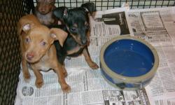 Mini Pinscher Pups males $300.Choc/tan, Red, Blk/tan- Females $350. Black/rust-first shots and dewormed, socialized. Happy , Healthy- Health Guarantee- Ready to go now.