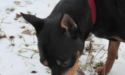 Miniature Pinscher - Reilly - Small - Adult - Male - Dog
This dog is microchipped, but the chip is no longer registered.
CHARACTERISTICS:
Breed: Miniature Pinscher
Size: Small
Petfinder ID: 25159558
CONTACT:
Rome Animal Control | Rome, NY | 315-337-6260
