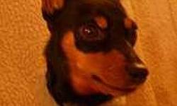 Miniature Pinscher - Remy - Small - Adult - Female - Dog
Remy: 5 yr old black & tan female, spayed, docked tail and cropped ears. 12.5", 11 lb. Fully vetted. Owner give-up. "You may think me timid and shy when you first meet me, but don't be fooled!