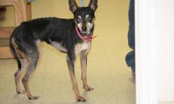 Miniature Pinscher - Rosa Fostered - Small - Senior - Female
ROSA MINPIN/CHIHUAHUA MIX BLACK & TAN ARRIVED 12/25/12 @ 8 LBS @ TWELVE-YEARS-OLD FEMALE Rosa is a feisty little dog that has not had a great life. She was seized with her friends Merlin and