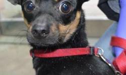 Miniature Pinscher - Sampson - Small - Young - Male - Dog
Sampson was found near the beach of Rockaway tied to a fence. He came scared and confused. In his cage he wags his little tail curious to see you. He is a cute lil boy. Fill out an application and