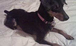Miniature Pinscher - Sophia - Small - Young - Female - Dog
SOPHIA: Sophia is a seven year old spayed black and rust girl. She has Diabetes Mellitus, cataracts which caused her to go blind. She is a happy dog, with a good spirit. She is very sweet and