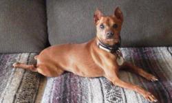 Miniature Pinscher - Sunny - Small - Adult - Male - Dog
Small adult male Miniature Pinscher. Sunny is an approximately 5 years old and weighs 6 1/2 pounds He is an energetic and cuddly little fellow, initially fonder of women, but fine with patient men as