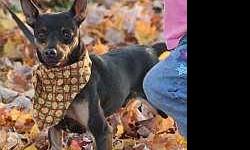 Miniature Pinscher - Toby - Small - Young - Male - Dog
Toby: 4 yr old black & tan male, neutered, undocked tail and uncropped ears. 11", 12 lb. Fully vetted. Rescued from shelter. "I am a very sweet and adorable young boy. I am kinda on the smaller size,