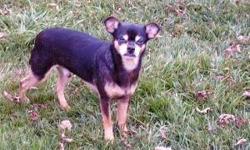 Miniature Pinscher - Wild Willie - Small - Senior - Male - Dog
Wild Willie is a good little boy. He has the typical Min Pin attitude and loves his person. He is affectionate and sleeps under the covers at night with his foster mama. He is a good eater but