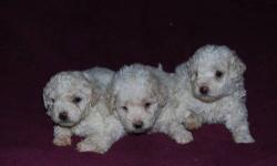 Stunning perfect miniature poodle female Golden Apricot in color not spayed AKC registered. Crate trained wormed vaccinated etc. She is a love bug.