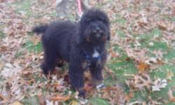 Staff is miniature Poodle puppy female black/tan color rare "dobie" market She is perfect for family with active kids to play . Non - shedding and hypoallergenic. She is fun to have it. She is current on all her shots, except rabies.Please