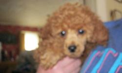 Gorgeous deep red miniature poodle puppies, 1 male, 1 female, born February 27, 2013. AKC registered, always current on shots and wormings, vet checked at 8 weeks. Born and raised in the house, socialized and friendly.