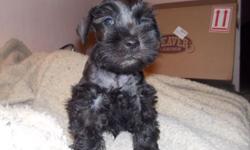 adorable quirky purebred aca registered black male schnauzer puppy he will mature around 14 lb adult.. tail is docked dew claws removed weekly dewormed & strictly in the house raised right...
The mini schnauzer is a highly intelligent easily trained