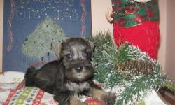 w ehave some mini & some toy sized female puppies all will be vet viste don 5th & can go home as of ^6th Dec.
at this time I do Not wish to hold these pups for christmass.
Its best to get your new puppy before or after the excitement time.
we have a
