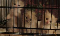I have 3 wonderful MINK RAGDOLL babys for sale,they are tica registered ,1 male blue bi color mink,1 red mink Girl 1 blue point mitted mink boy,first come first served,i will take a deposit
of $100(none refundable)to hold your Kitten till redy to go to