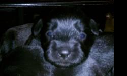 Minuature schnauzer puppies. Males and females black and salt n pepper born May 12 2013 taking deposits to hold. Puppies will have there first set of shots be wormed and be ACA and CKC registered tails and dew-claws all done. Call or text for picture.