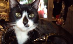 MISSING NEUTERED MALE TUXEDO cat with distinctive facial fur mole marking last seen in the basement of the HEIGHTS THEATER/ALFRED T. WHITE COMMUNITY CENTER at 26 WILLOW PLACE in WILLOWTOWN section of Brooklyn Heights, New York City, 11201. He was being