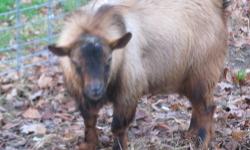 I have a wethered goat forsale, he is around 4 years old. Medium sized goat,with longish hair. He is extreamly friendly and loving. Would make a great companion goat. $100