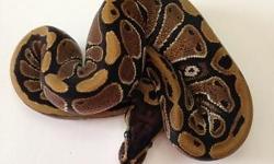 Only 2 left!! Baby Mojave ball pythons 100% het orange ghost . Never refuse a meal and feeding on frozen thawed mice. They are both males. Their colors get brighter with every shed. Both snakes are very docile and easy to handle
This ad was posted with