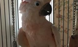 Young, tame, gentle Moluccan Cockatoo. 16 years old. Comes with a large cage- 2 feet x 3feet x 5 feet tall with play pen on top.
All toys, accessories and food. Very sweet and sociable and enjoys being handled. Does not speak, only says Hello.
On pelleted