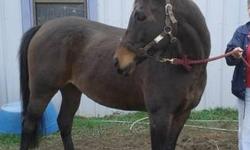 Morgan - Niko - Medium - Adult - Male - Horse
Niko is a 15 hand, 11 year old bay Morab gelding. He just arrived at Doxy?s and has already been out for a short trail ride showing he knows all about being ridden. He has great ground manners and gets along