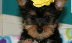 2 months old yorkie, morkie . Come with all shots ,registration, all papers and microship. Call or text 347 327 7047