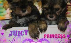 Micro Tiny Female(s) Morkie. Ready to Go home Now. I'll let the pictures speak for themselves. Appointments being made for Thursday, Friday and Saturday. Please feel free to call us 631-896-7090. Enjoy!!
For more Pictures visit our website: