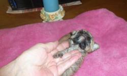 I have two tiny female Morkies,born June 3,2015.They r in their 4th week.They will not be ready until 8 weeks old.I am taking deposits now.They will come with first shots and worming&vet-checked.Call Anne at 315-921-3315.First 2 pics.r of 1st girl/2nd set