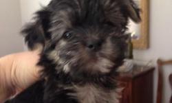 Beautiful Morkie puppies.Teddy bear faces. Great personalities very friendly,home raised. Shots and wormed. Parents on premises,ready July 20 call Anna Marie 845-629-3247