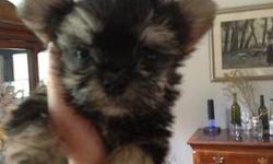 Beautiful Morkie puppies for sale great personalities ,small toy breed,smart,loving non shedding,shots and wormed parents on premises.
This ad was posted with the eBay Classifieds mobile app.