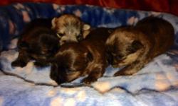 Puppies, tines and toys,champion lined/pet,great dispositions,all colors,will have very nice coats, vet checked,shots ,dewormed,Guarenteed.,(pd00302) taking deposits on younger litter.