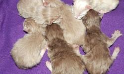 Rug Hugger Munchkin kittens ready December 10th.So far looks like i have 1 black male munchkin . and 2 female himalayan munchkins.prices will range from $300 and up .I also have 3 male standard kittens 2 himalayan 1 pure white/cream. colors may change .I