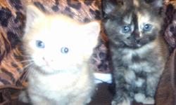 Very rare Munchkin long haired, orange cream tiger ,Male Rug Hugger Munchkin blue eyes { $400.00 } ..Also have a Black Female Rug Hugger whitch means the shortest legs a munchkin can get.. Also have a long Haired Tortie Shell Cailacoat female. and a long