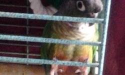 mustache parakeet verry sweet must to see! the reason i seelyng him i have full job no time:( u must to see him u can reach me at 1-347 4991072 avi thanks
