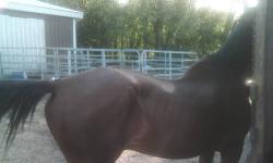 17 yr old mustang geldin for sale 300.00. rides good,needs intermediate rider ,came off of summer camp,traffic safe and sound. people really interested call 315-759-9603 thank you