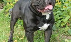 'My Bulldogges' Victorian Olde English Bulldogge. This 3 year old male will add thickness to your lines. Approx. 90 lbs. IOEBA Full Registration. Dewclaws removed. Great temperment. Very sweet and well mannered. Great with other dogs, including males.