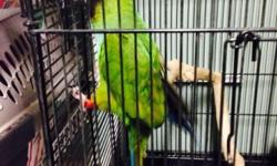For sale nanday conure around 2 years old gender unknown but it looks like a male not sure
$250 or best offer downsizing don't have the space for it email or text for more info 6318875165
This ad was posted with the eBay Classifieds mobile app.