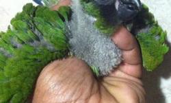NANDAY CONURE BABIES, CURRENTLY HAND FEEDING. 7WKS OLD $225 EACH 347 351 9697 SERIOUS INQUIRES ONLY!!